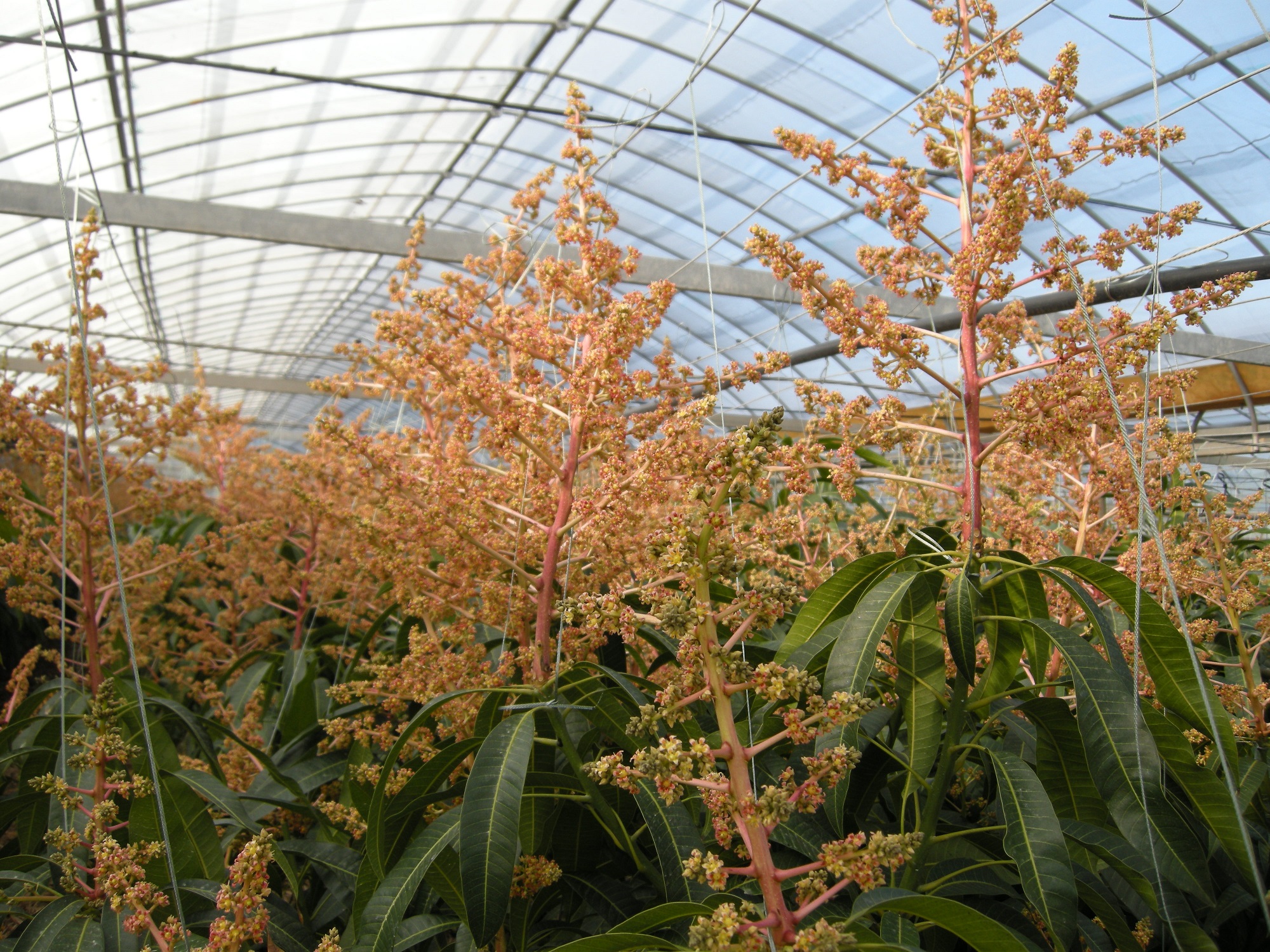 Agri Drone Management through Agri Manager